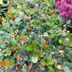 Gaultéria ležatá (Gaultheria procumbens) ´BIG BERRY´ - kont. C1L